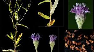 Image result for Ethulia