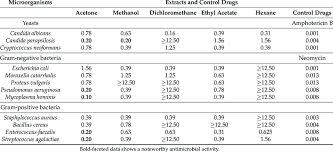 Image result for Cissus cornifolia