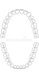 Teeth Chart Tooth Stock Vector Illustration Of Canine