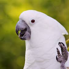 8 Top Loudest Parrots Often Kept As Pets