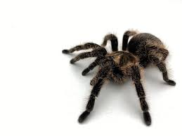 Tliltocatl (ex brachypelma) albopilosum / honduran curlyhair female. Female Curly Hair Tarantula Cb Adult Inverts For Sale