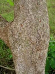 Image result for Crossopteryx