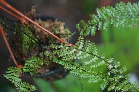 Image result for Asplenium emarginatum