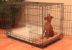 Potty Training A Puppy We Have The Solution It S Fast And Easy Share Our Page With Anyone N Potty Training Puppy Apartment Dog Potty Training Puppy Training