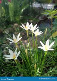 Image result for Zephyranthes minuta