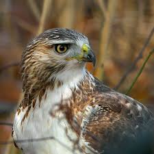 Red Tailed Hawk Falken