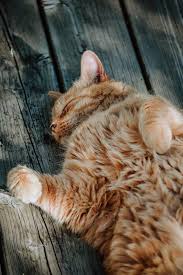 9 Things To Avoid Before Sleep Cute Cat Wallpaper Cat Wallpaper Cat Background