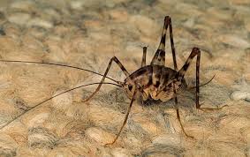 How to identify and quickly get rid of spider cricket or cave crickets. Pest Library Common Pest Identification In Monmouth County Nj