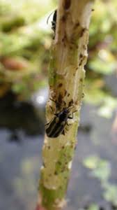 This dvd contains each chapter of the newly revised 2nd editon of sm 3 aquatic pest control, but has been converted into … Herbicides In Aquatic Systems Intechopen