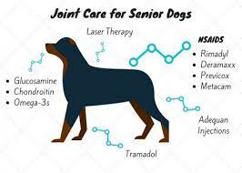 15 Ways To Keep An Old Dog From Slipping On The Floor Old Dogs Dogs Senior Dog