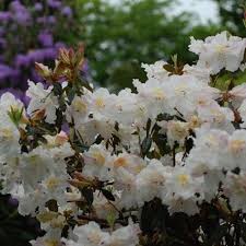 Rhododendron Fragrantissimum With Images Rhododendron Garden Plants Plants
