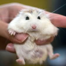 This hamster has pure white fur all over except for the feet where the fur is ivory. Roborovski Dwarf Hamster Breeding Information