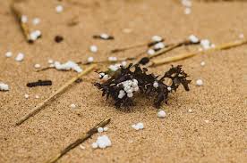 Effort Underway To Clear Yet More Polystyrene Debris From Ramsgate And The Pegwell Nature Reserve The Isle Of Thanet News