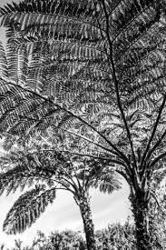 Image result for Cyathea capensis