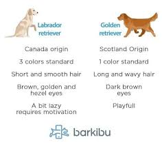 Differences Between A Labrador And Golden Retriever Barkibu Es