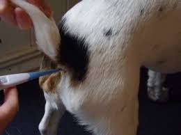 What if a dog has a low temperature? How To Take Your Pets Temperature Flynn Veterinary Centres