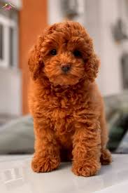 Satilik Poodle Toy Fiyatlari Ve Ilanlari Kopek Dunyasi