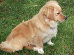 Pin By Madison Martin On Dogs Golden Retriever Corgi Mix Corgi Golden Retriever Golden Retriever