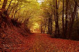 Check spelling or type a new query. Belgrad Forest Istanbul Deep Forest Forest Nature