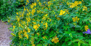 Buy quality evergreen shrubs plants at affordable prices. Top 10 Best Low Growing Shrubs For Your Garden Pyracantha Co Uk