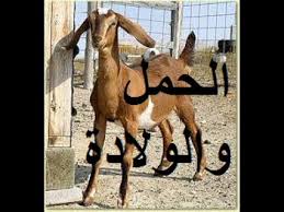 تفسير حيوان الماعز و الخروف في الحلم. ÙƒÙŠÙ Ø§Ø¹Ø±Ù Ø­Ù…Ù„ Ø§Ù„Ù…Ø§Ø¹Ø² Ù‡Ù„ ØªØ±ÙŠØ¯ ØªØ±Ø¨ÙŠÙ‡ Ø§Ù„Ù…Ø§Ø¹Ø² Ø§Ø«Ø§Ø±Ø© Ù…Ø«ÙŠØ±Ø©