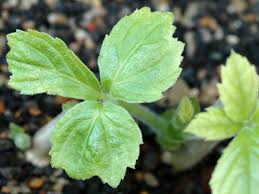 Image result for Cyphostemma hypoleucum