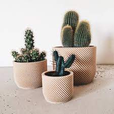 Here's 9 types of cacti that would look beautiful in your home. Minimalist Wood Planter For Your Succulents Or Cacti Made In France Small Potted Plants Plants Potted Plants Patio