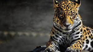 See black jaguar stock video clips. Cool Jaguar Wallpapers Top Free Cool Jaguar Backgrounds Wallpaperaccess