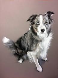 Portrait De Berger Australien Dessine Au Pastel Sec Dessiner Au Pastel Sec Dessin De Chien Art A Theme Chien