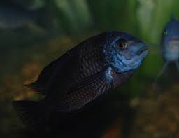 Große auswahl & kostenloser versand! Buffalo Head Cichlid Steatocranus Casuarius Photos