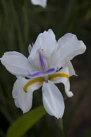 Image result for Dietes flavida