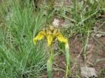 Image result for Ferraria glutinosa