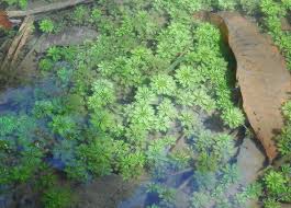 Image result for Ceratophyllum submersum