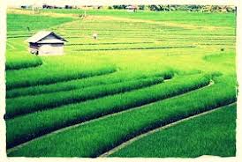 Ekosistem Dan Ekologi Mengenal Ekosistem Sawah