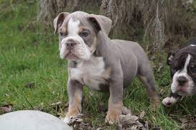 We are located in houston, texas. All Bully Olde English Bulldogge Blue Chocolates Lilac Bulldog Puppies
