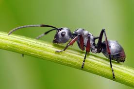 Fourmis Dans Le Jardin Comment S En Debarrasser Naturellement En 2020 Fourmis Insectes Art D Insecte