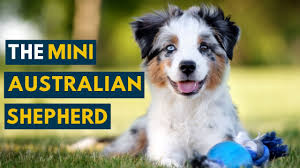 This Is Why The Mini Australian Shepherd Is So Popular Youtube