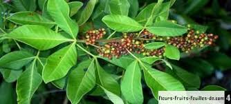 Image result for Searsia longipes