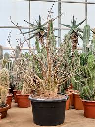 Image result for Sesamothamnus lugardii