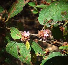 Image result for Melochia