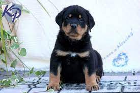 Maybe you would like to learn more about one of these? Puppy Finder Find Buy A Dog Today By Using Our Petfinder Rottweiler Puppies Puppies Rottweiler Puppies For Sale
