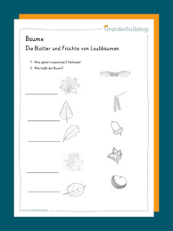 Übungen für die klasse 5 bis 8. Nadelbaume Laubbaume Laubbaum Nadelbaume Wald Grundschule
