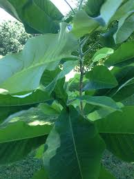 Maybe you would like to learn more about one of these? Big Leaf Magnolia Tree Native To Great Smoky Mountains Tennessee Magnolia Trees Plant Leaves Big Leaf
