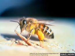 Best flowers for honey bees in florida. Africanized Killer Bees Information About African Bees