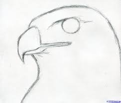 How To Draw A Hawk Red Tailed Hawk Step By Step Birds Animals Eagle Drawing Bird Drawings Pencil Art Drawings