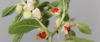 Image result for Withania