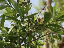 Image result for Combretum erythrophyllum