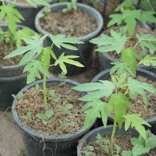 Growing papaya from seed is fairly easy as long as it has the right climate and enough spacing. How To Grow Papaya In Container At Home Lazygardener