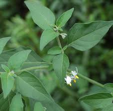 Image result for Solanum chenopodioides