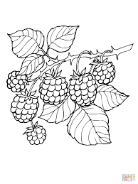 Käyttäjän supercoloring (@supercoloring) viimeisimmät twiitit. Blackberry Branch Coloring Page Fruit Coloring Pages Printable Crafts Coloring Pages